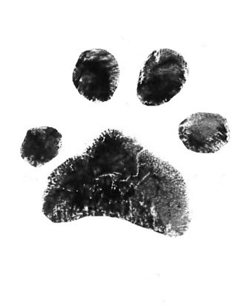 Addie Yancey Profile Photo