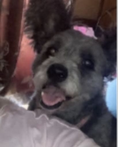 Daisy ?'s obituary image