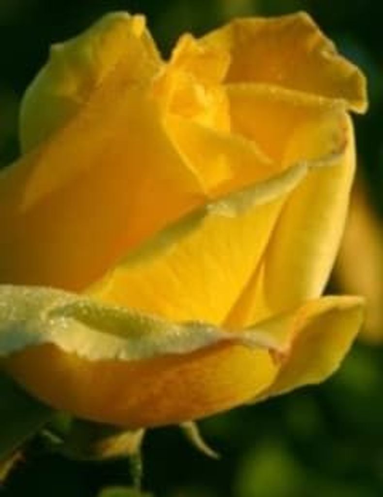 Joe Curtis Watson Profile Photo