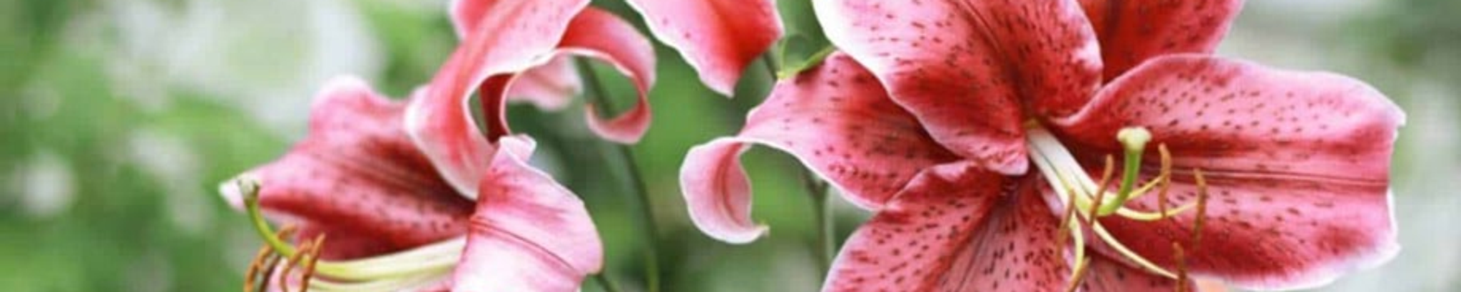 Cover photo for Ingrid Linnemeier's Obituary