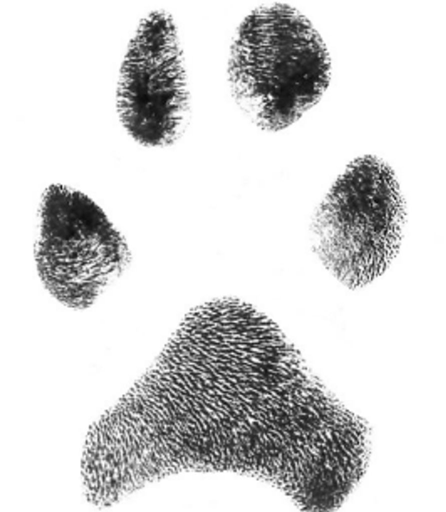 Kujo Spencer