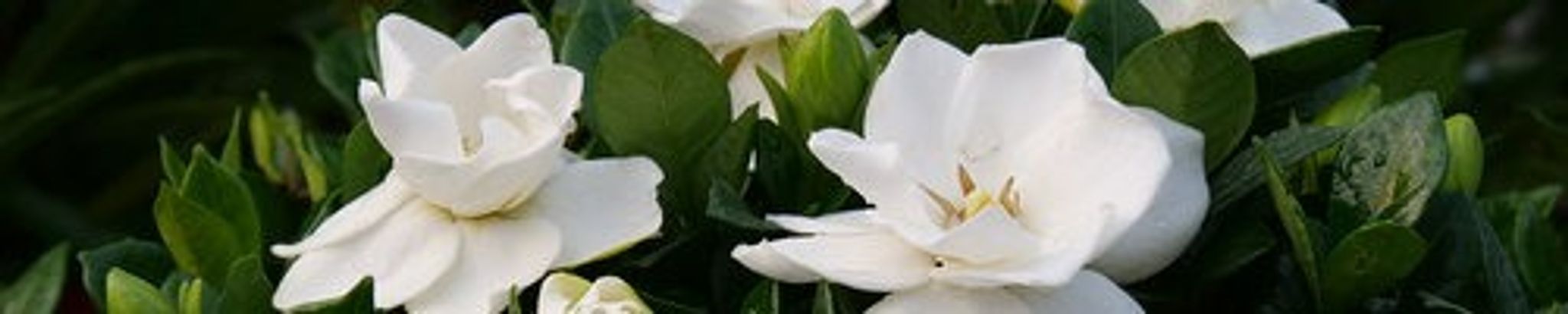 Cover photo for Patricia Ann Kimbro's Obituary