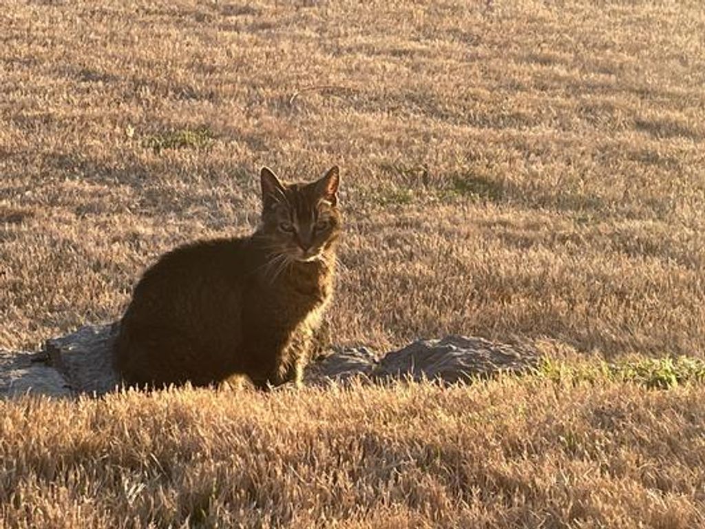 Toonces Shadden Profile Photo