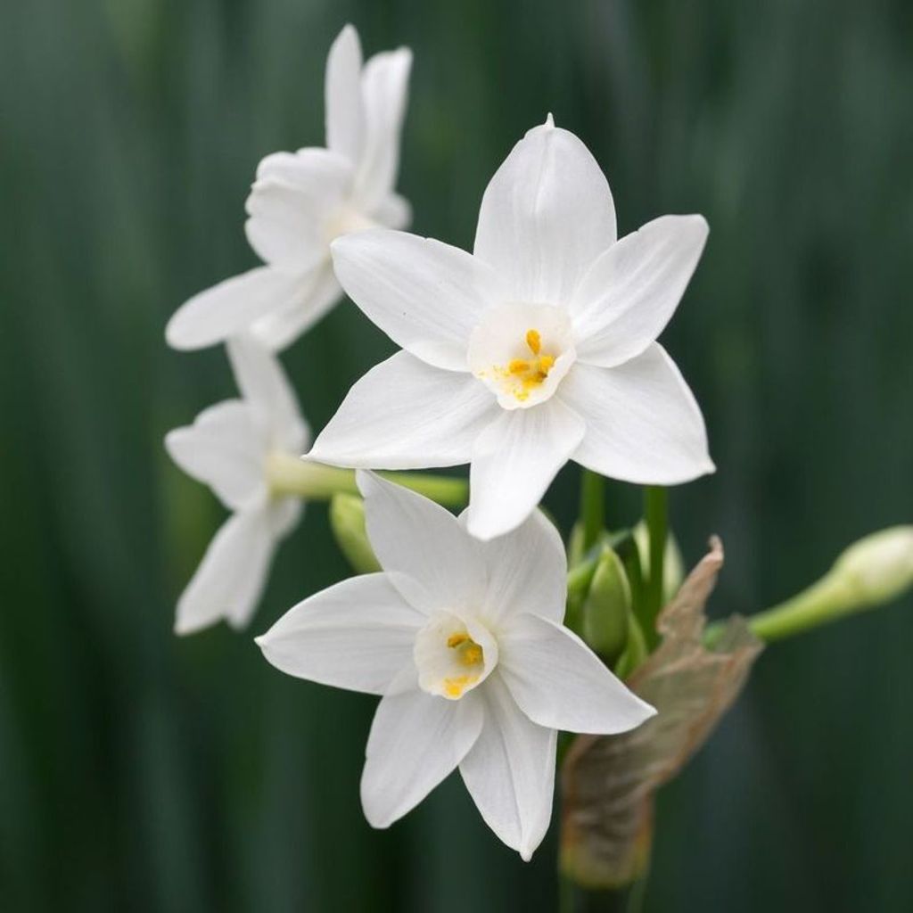 David A. Aievoli Profile Photo