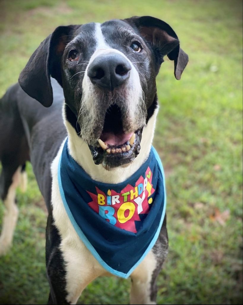 Nickoli Brali Eck Hill