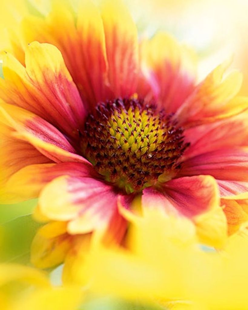 Judy Elaine Wagstaff Profile Photo