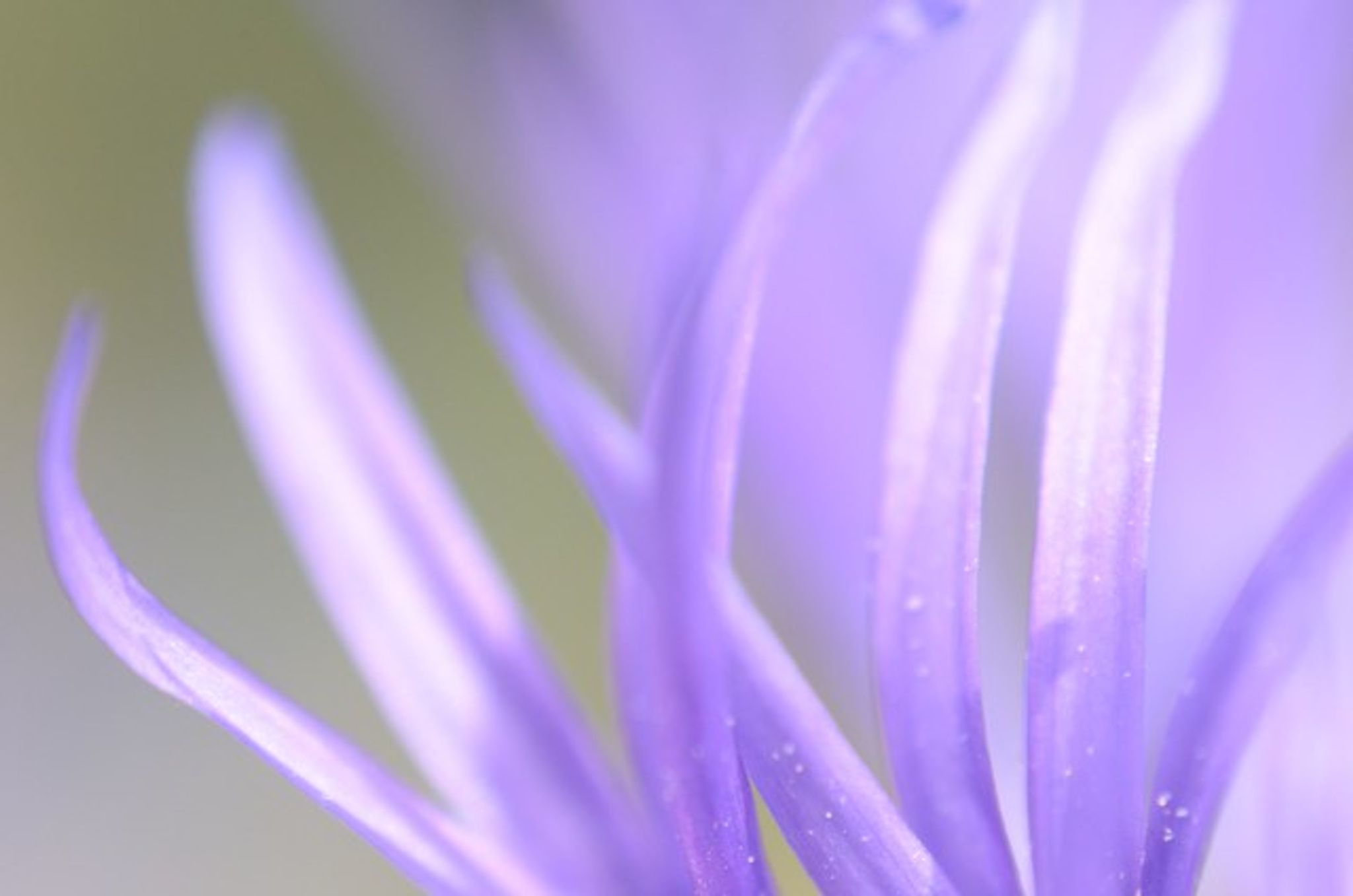 Cover photo for Violet L. Stelzer's Obituary