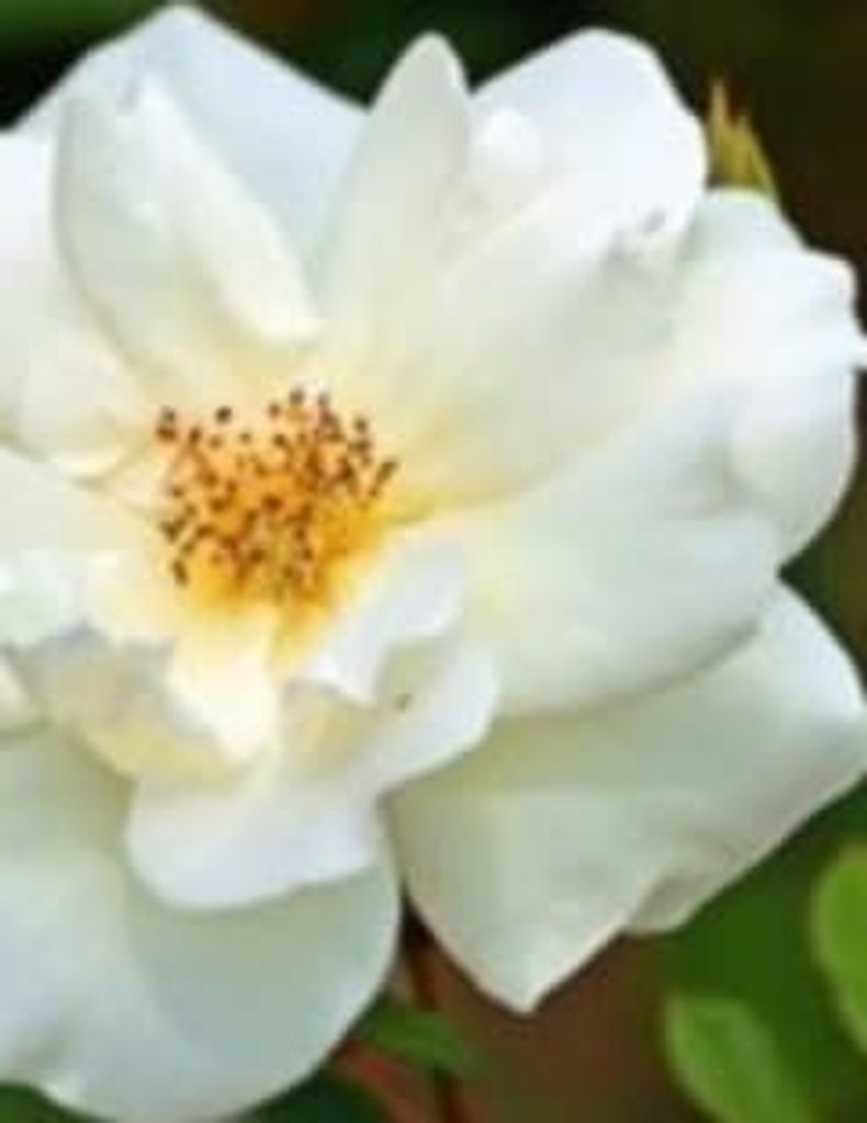 Willie Sewell Profile Photo