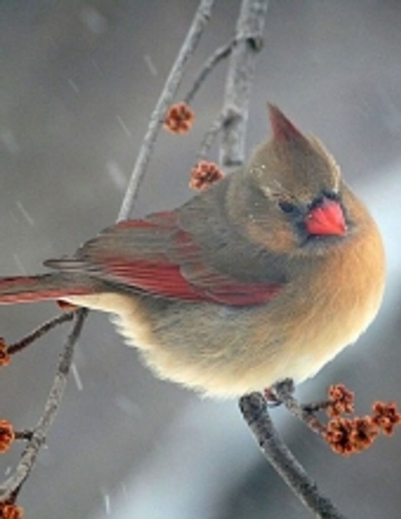 Gloria Naomi Whitten