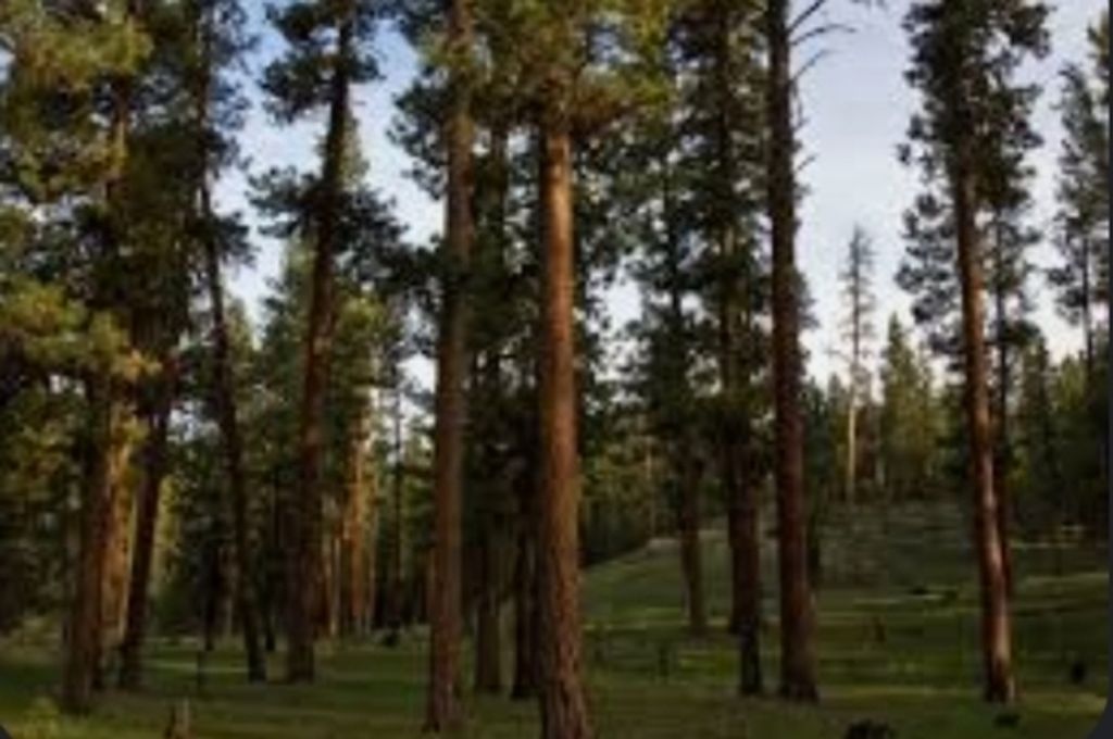 William "Bill" Lewis Profile Photo