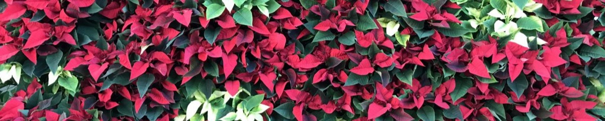 Cover for Kathleen Faulkner's Obituary