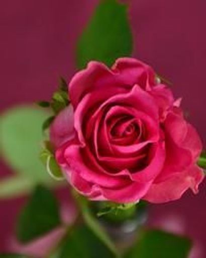 Shirley Mae Ratliff Profile Photo