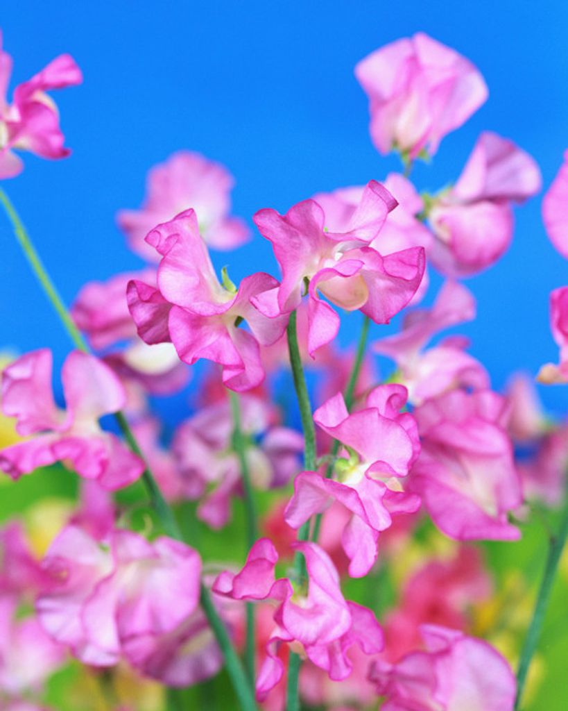 Opal Smith (Carpenter) Dials