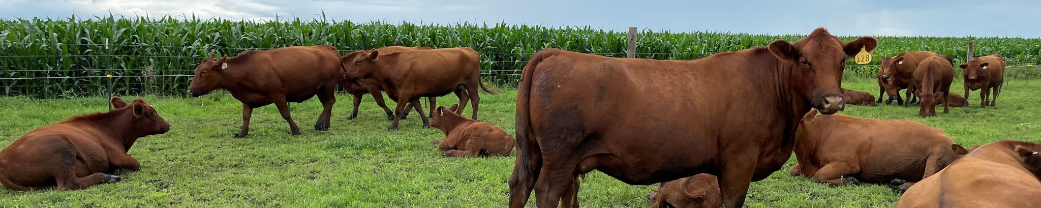 Cover for Dennis Lee Shaffer's Obituary