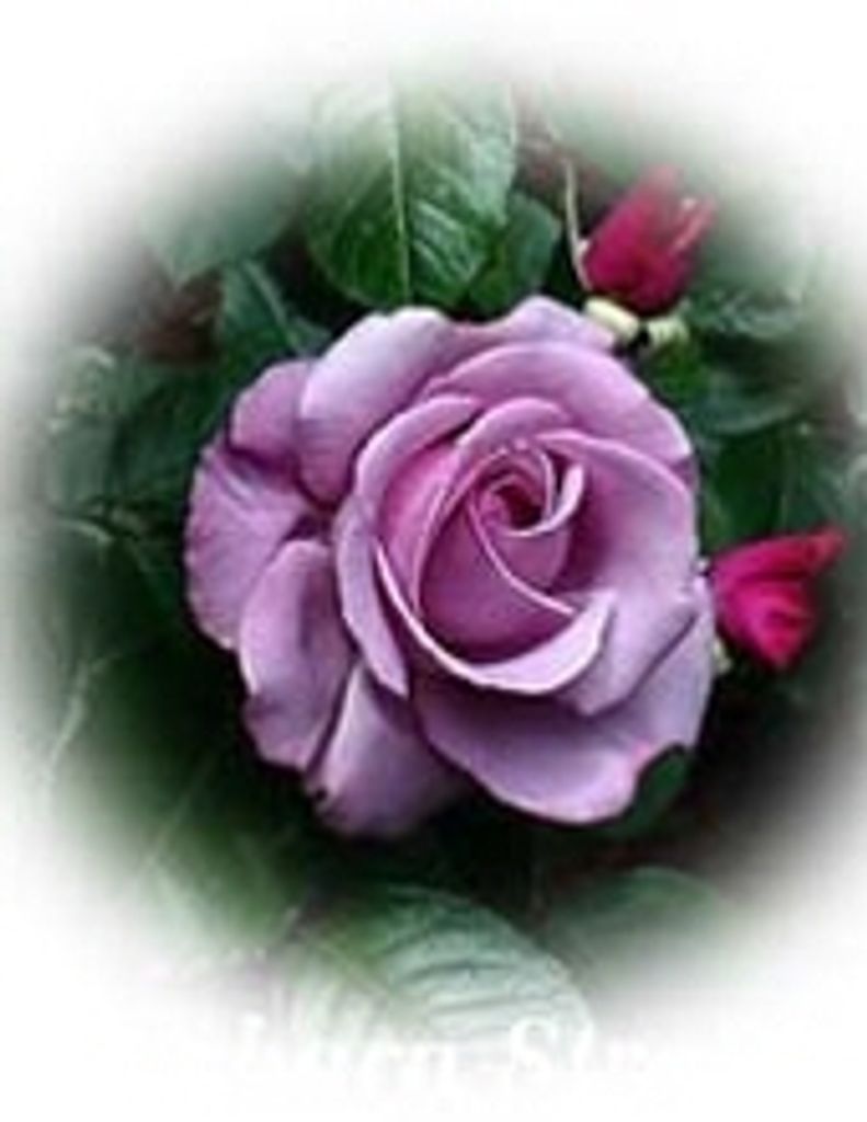 Deborah Kaye Allen -Gfh