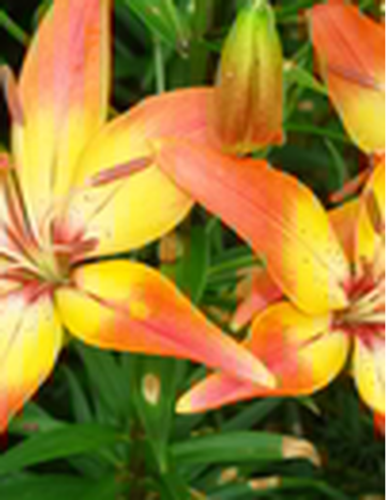 Kimberly Jan Hembree