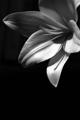 Shirley L. Doxon Profile Photo