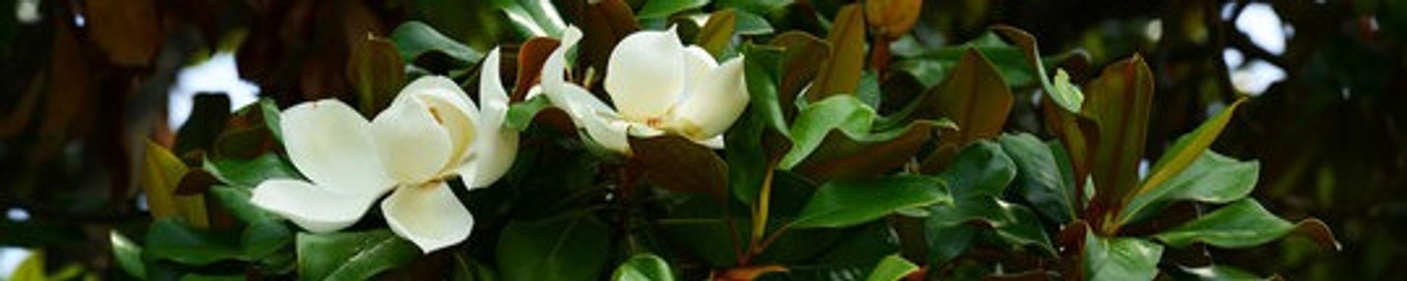 Cover for Kacie Louise Stephens's Obituary