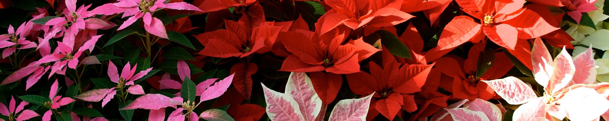 Cover photo for Doris Ann Vetter's Obituary