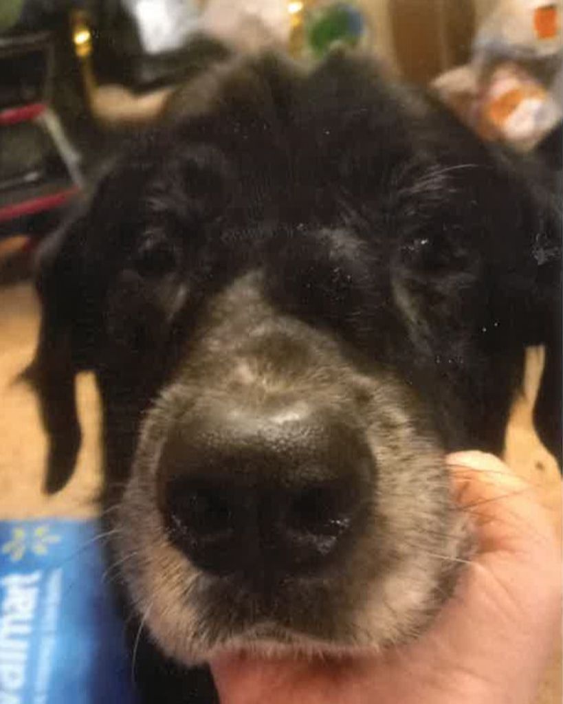Angel Shaggy Dog Profile Photo