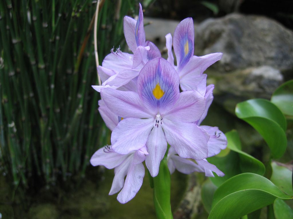 Editha Magalona Clarke Profile Photo