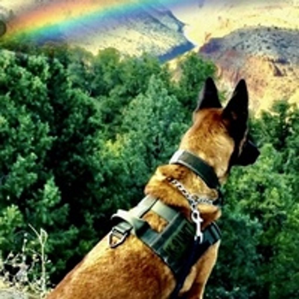 K9 Evo 323.5 Eow Profile Photo