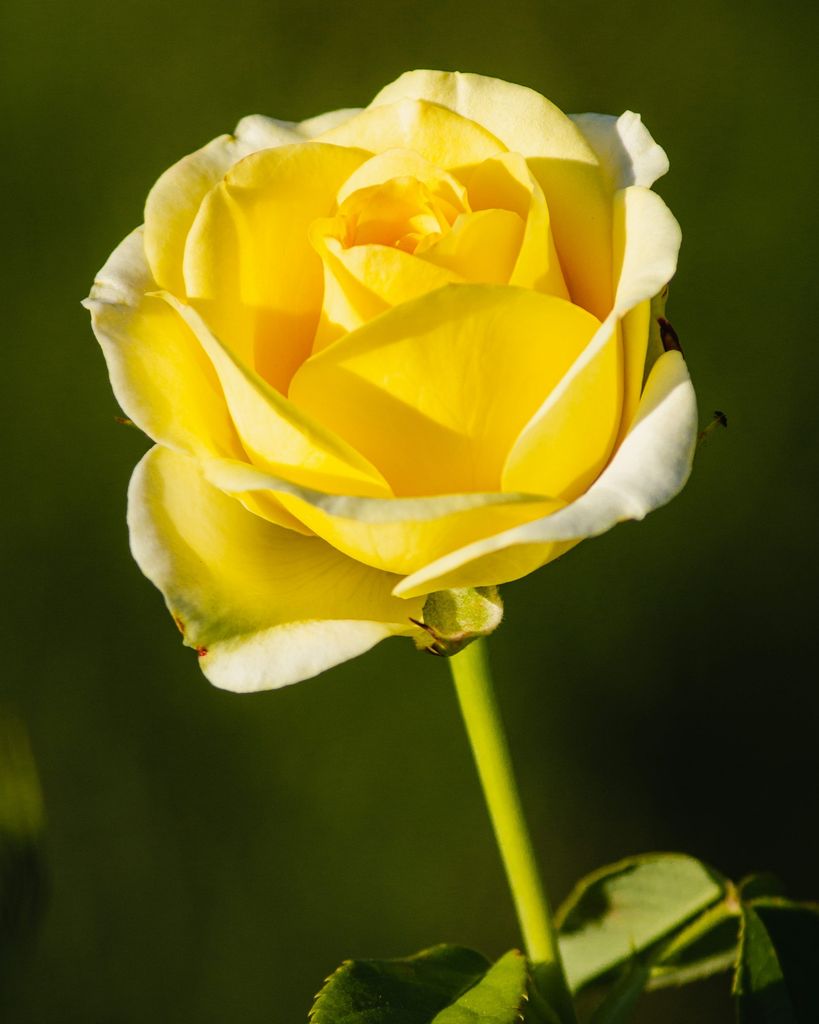 Patricia Ramirez Profile Photo