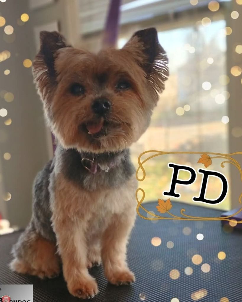 PD Snider Profile Photo