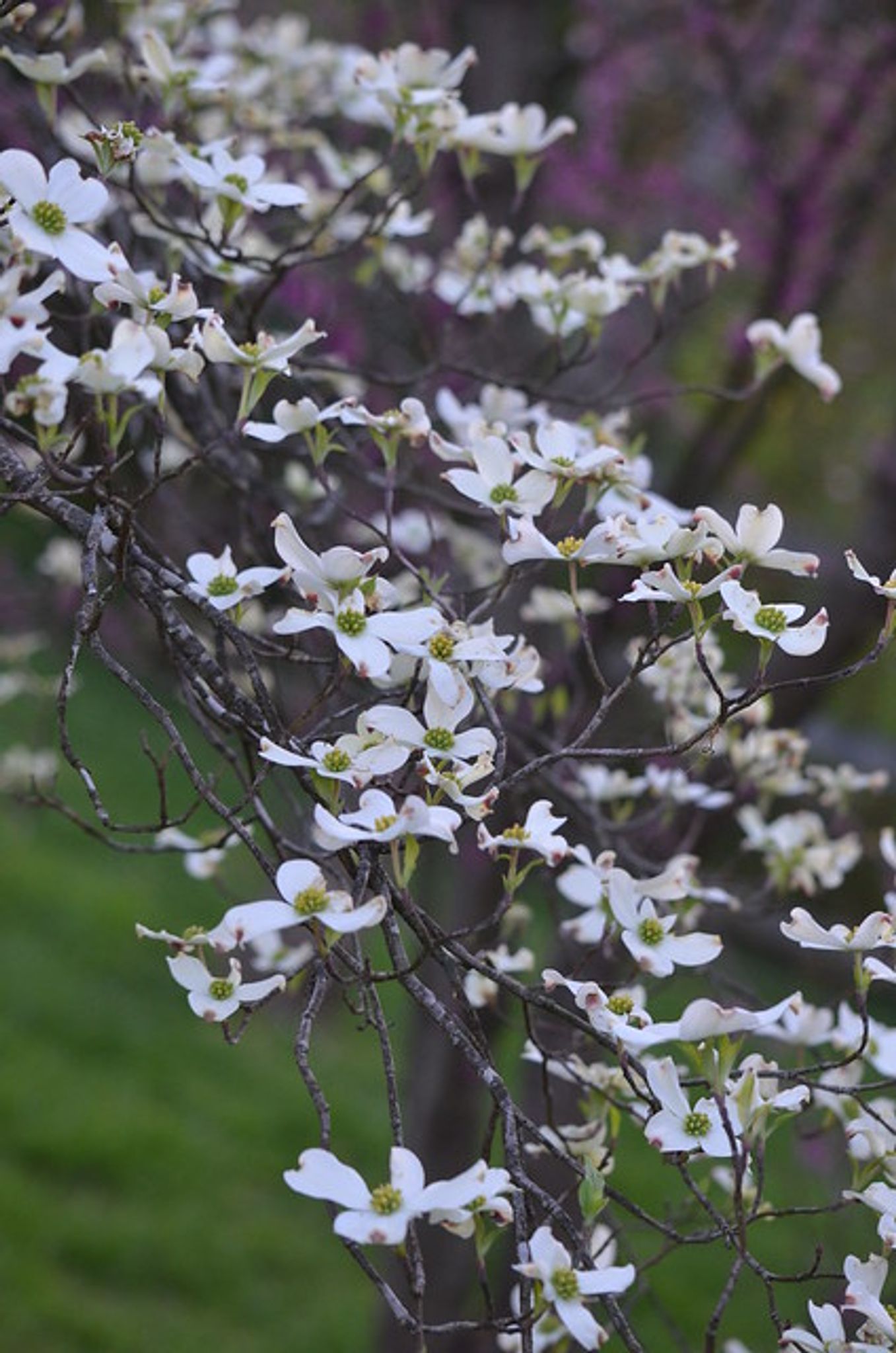 Cover photo for Sharon Dale Owen's Obituary