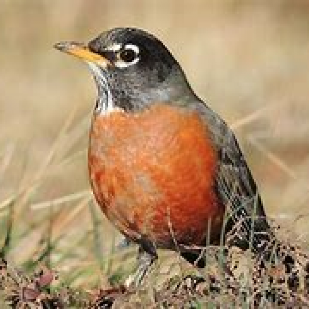 Judith Eileen Oberholtzer Profile Photo