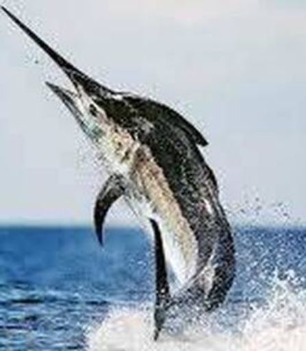 Donald Odell "Donnie" Dooley Profile Photo