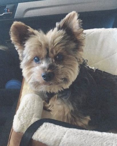 Tank's obituary image