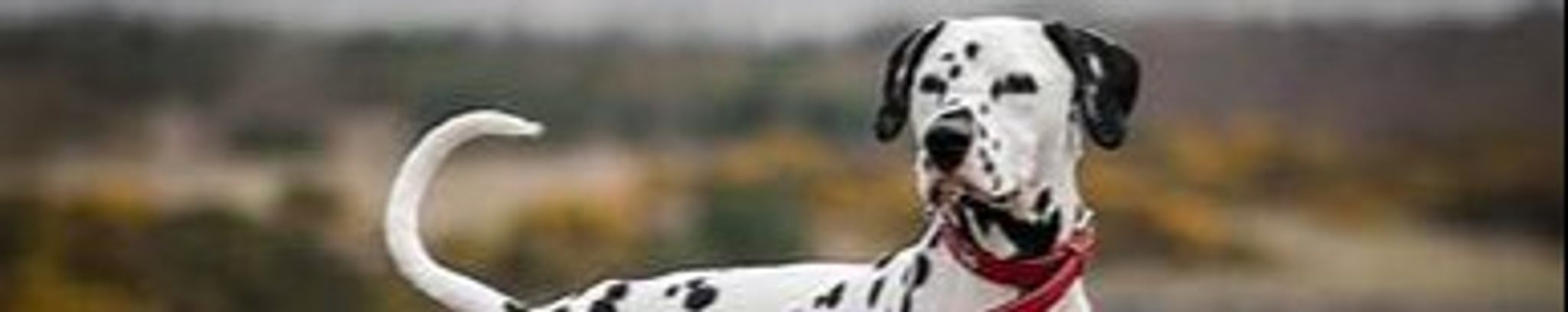 Cover for Gale V. Sopko's Obituary