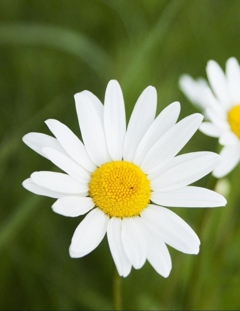 Dorothy Ashworth Tate Klatt Profile Photo