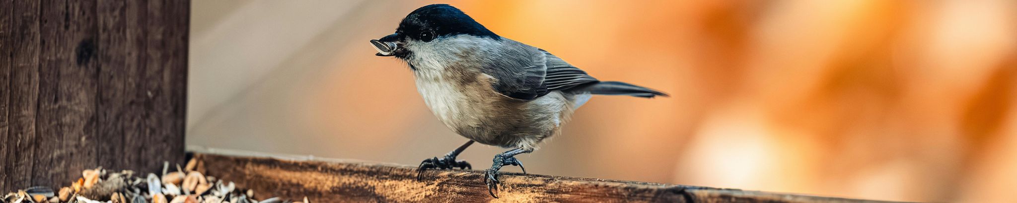 Cover for Carol Christine Hodson's Obituary