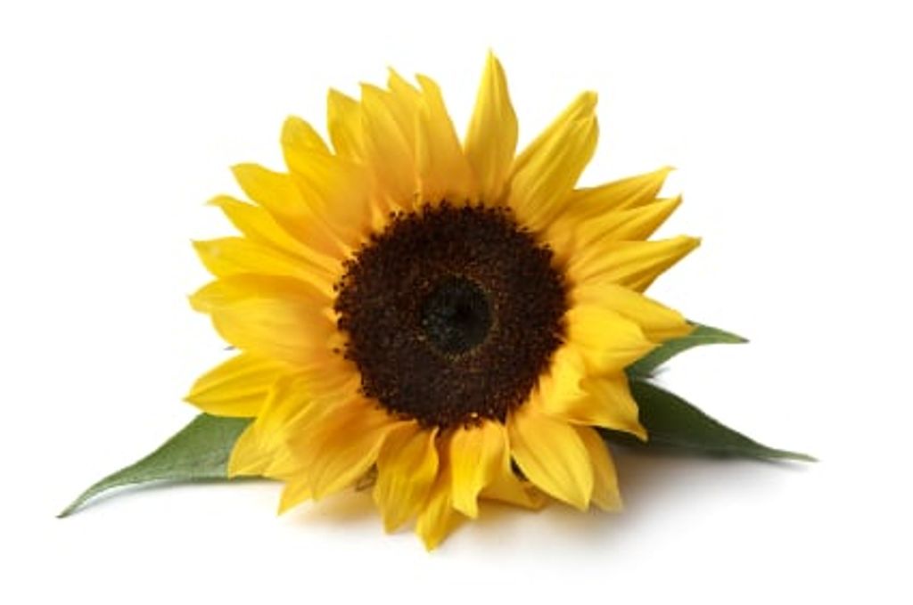 Edith Mcjunkin Parker