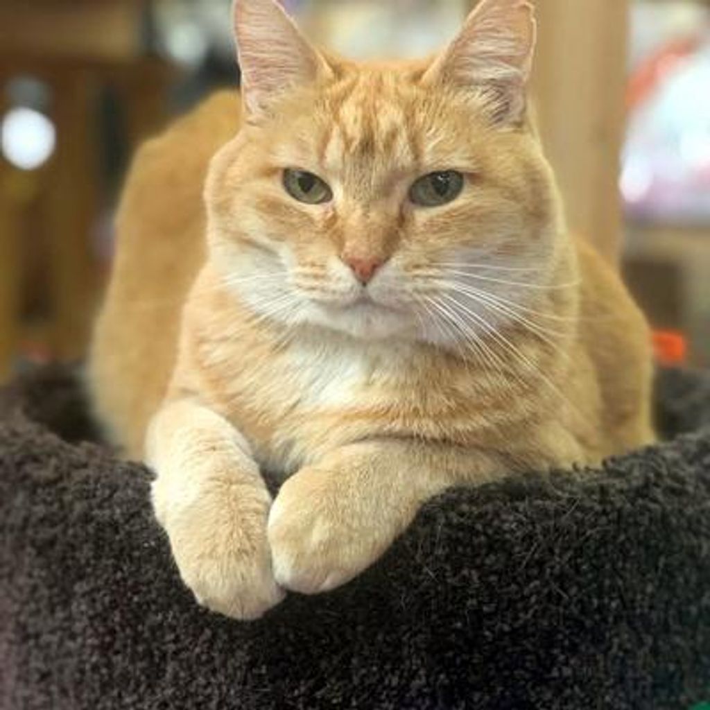 Ivy The Flower Shop Cat