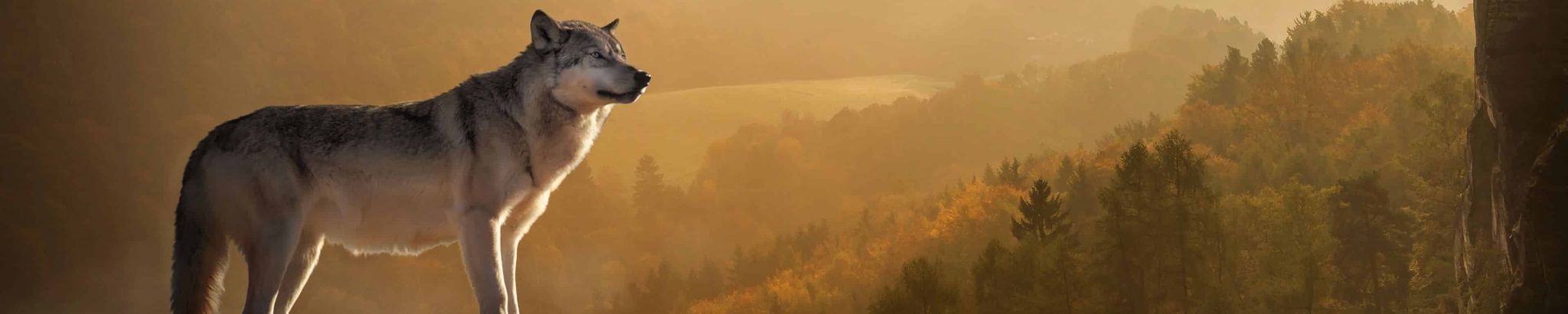 Cover for Harry James Sayers's Obituary