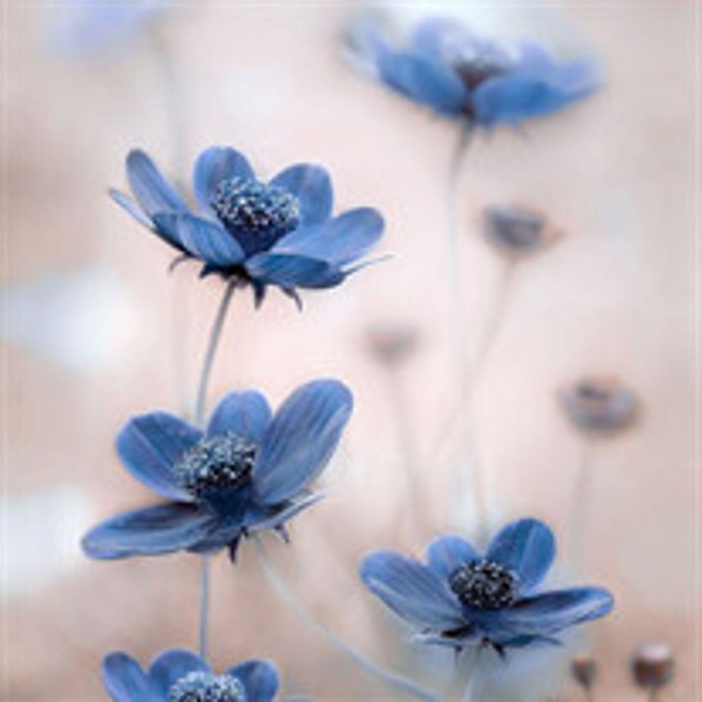 Eleanor Marsha Sokol