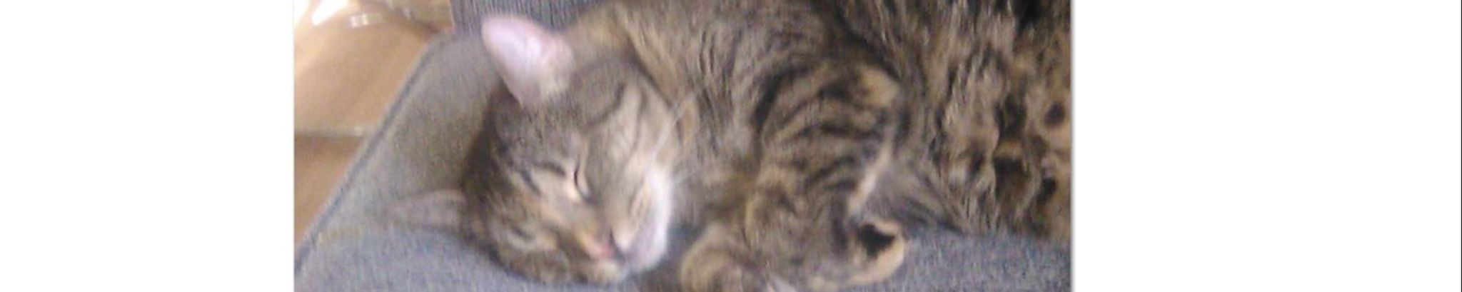 Cover photo for Cindy Kay Greene's Obituary