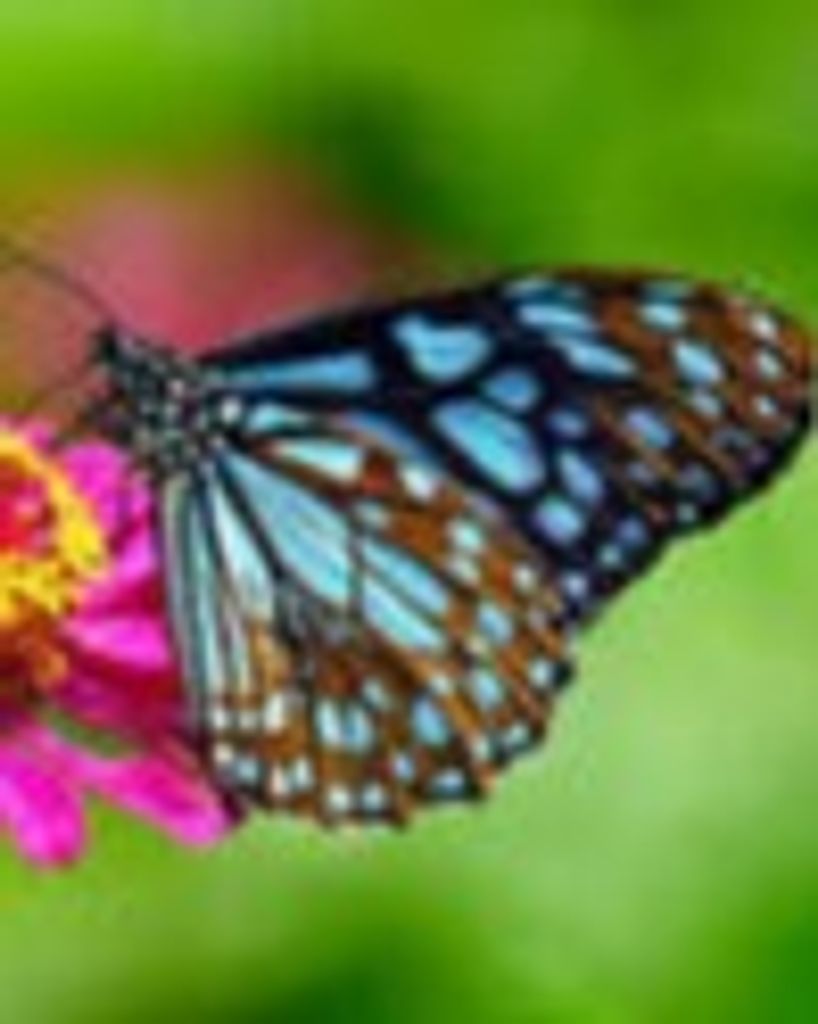 Louise Ann Goodman Profile Photo