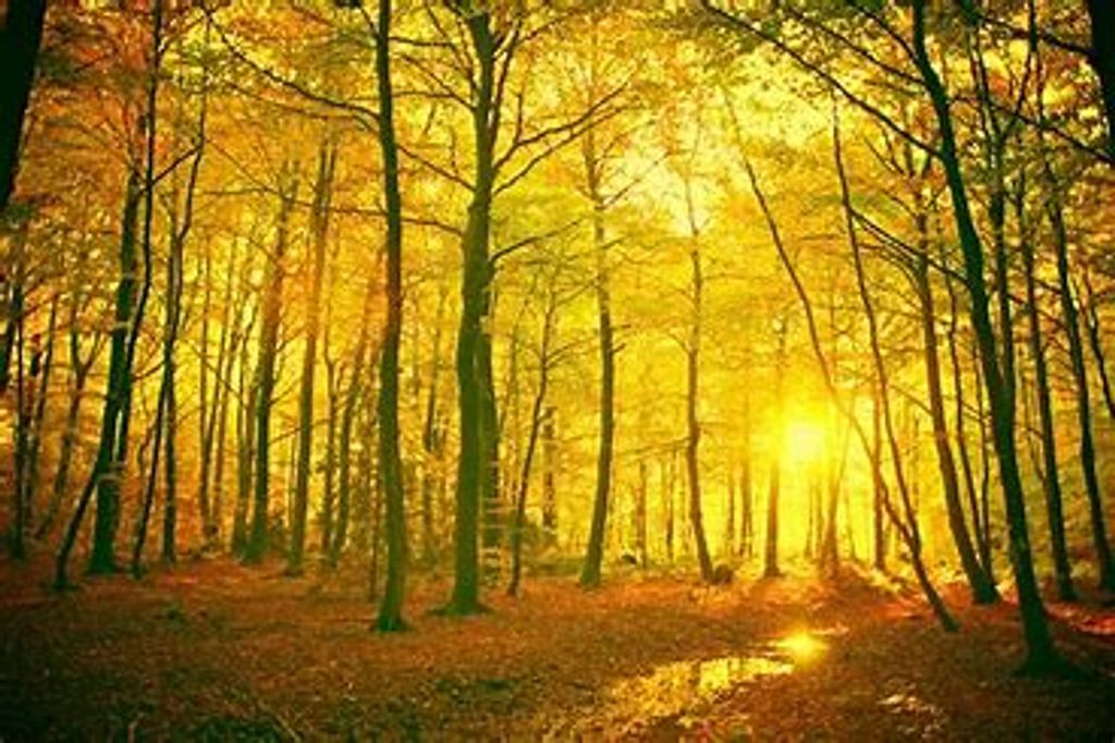 Daniel Maves Profile Photo