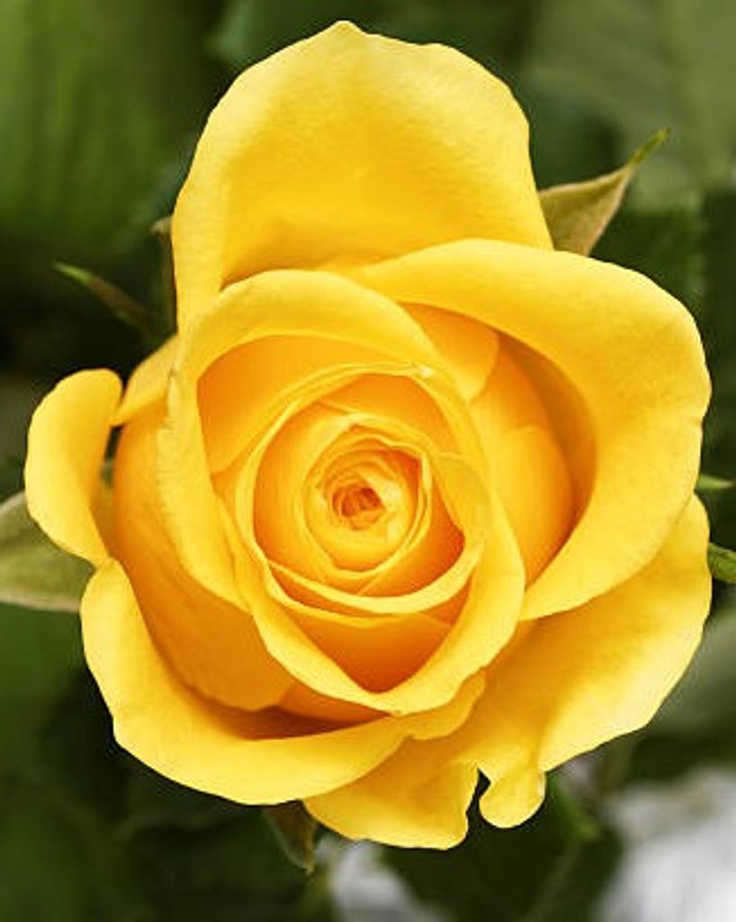 Betty Johnson Godfrey Profile Photo