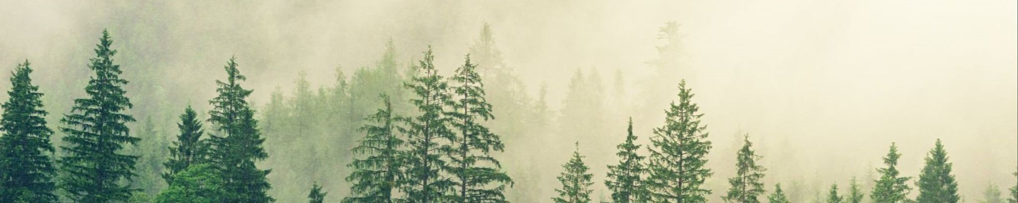 Cover for Anthony Crisafulli's Obituary