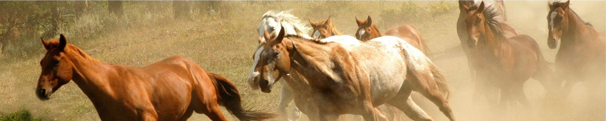 Cover photo for Heidi LoAve Meier's Obituary