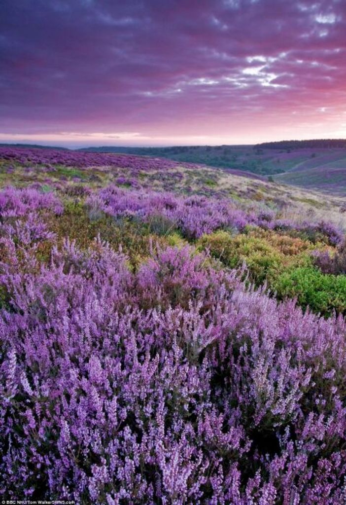 Margaret Williams Bromley Profile Photo