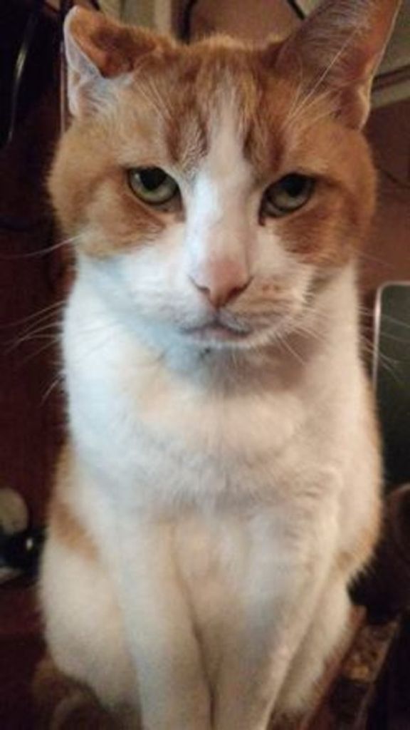 Mr. Kitty Sulzberger Profile Photo