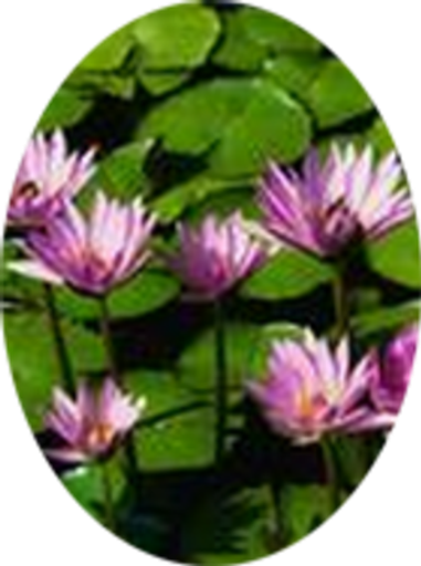 Phyllis M. Grinnell Profile Photo