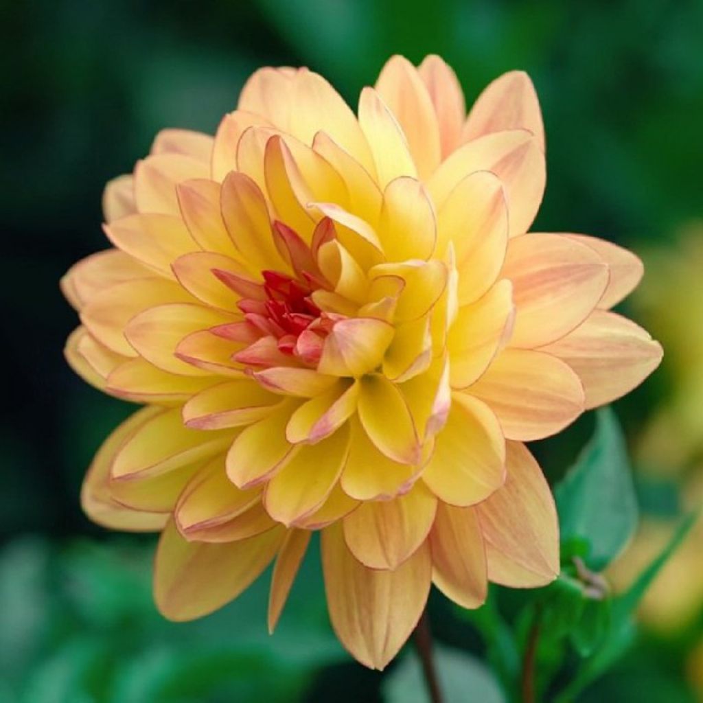 Carol Roberts Profile Photo