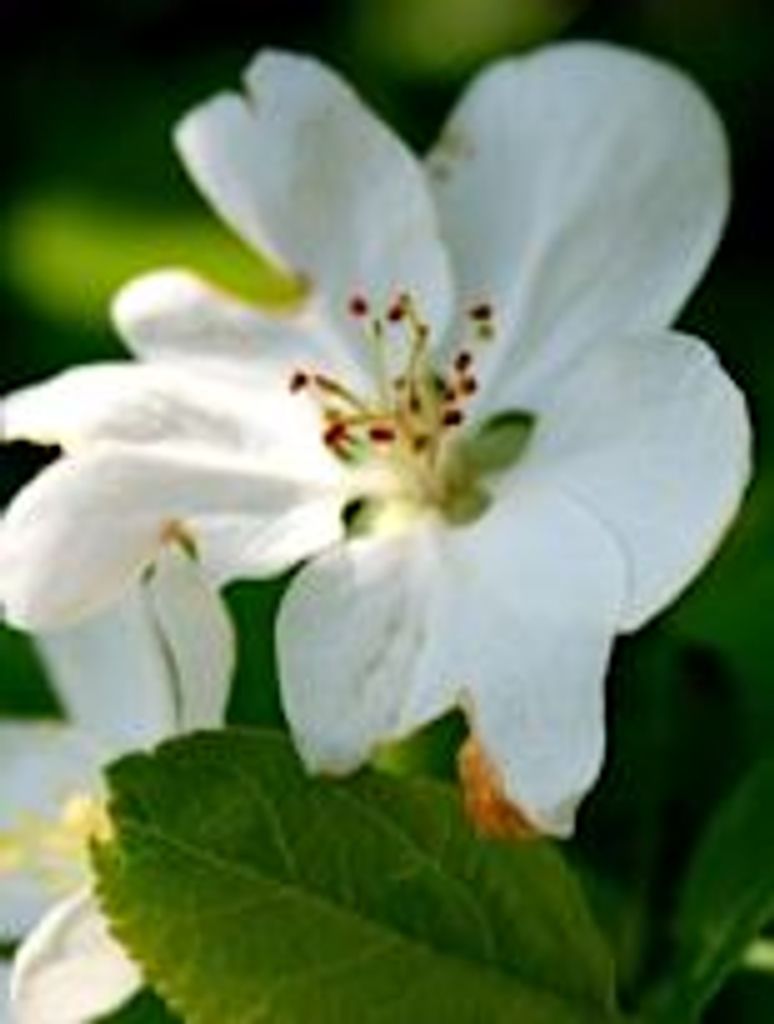 Helen Ruth (Carlson) Deas